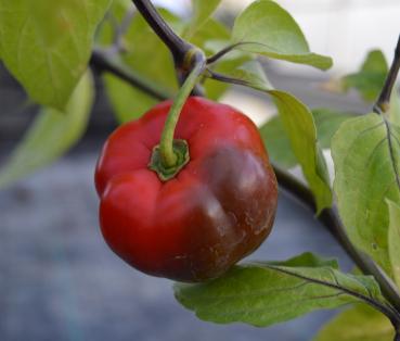 Chili, Baum-, rot "Roja" (Pflanze)